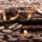 1800x1200_termites_what_to_know_seed