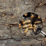 TERMITE_INFESTATION