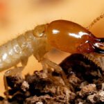 Termite-Control
