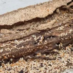 signs-of-termites